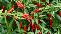 Starting hot pepper seeds indoors trays