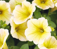 Starting light yellow petunia seeds indoors