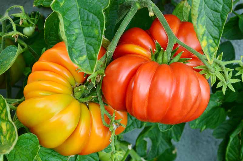 Starting mixed tomato seeds indoors trays