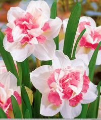 Starting white pink narcissus seeds with cold stratification