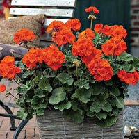 Starting orange climbing geranium seeds indoors