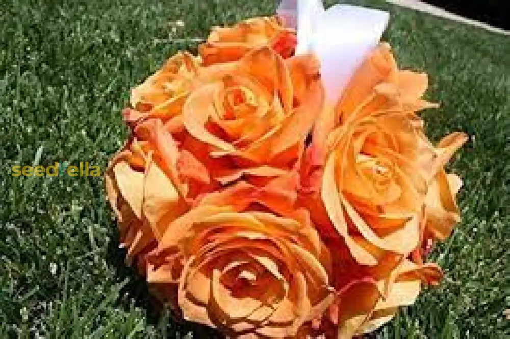 Starting vibrant orange eustoma seeds indoors