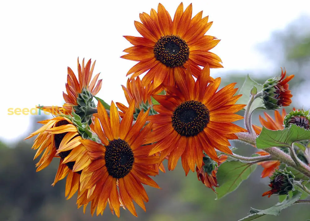 Starting orange mini sunflower seeds indoors