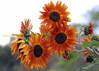 Starting orange mini sunflower seeds indoors