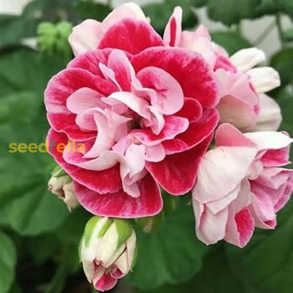 Starting pink red geranium seeds indoors