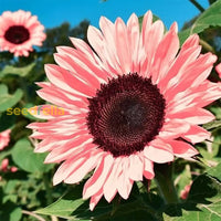 Starting pink sunflower seeds indoors trays