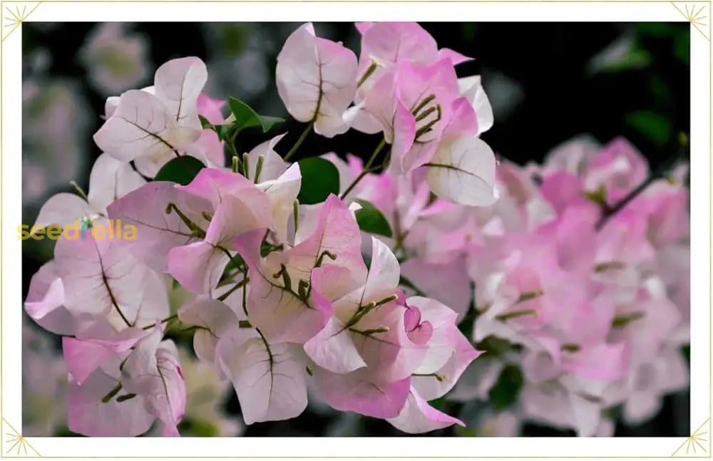 Starting pink and white Bougainvillea seeds indoors