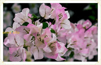 Starting pink and white Bougainvillea seeds indoors