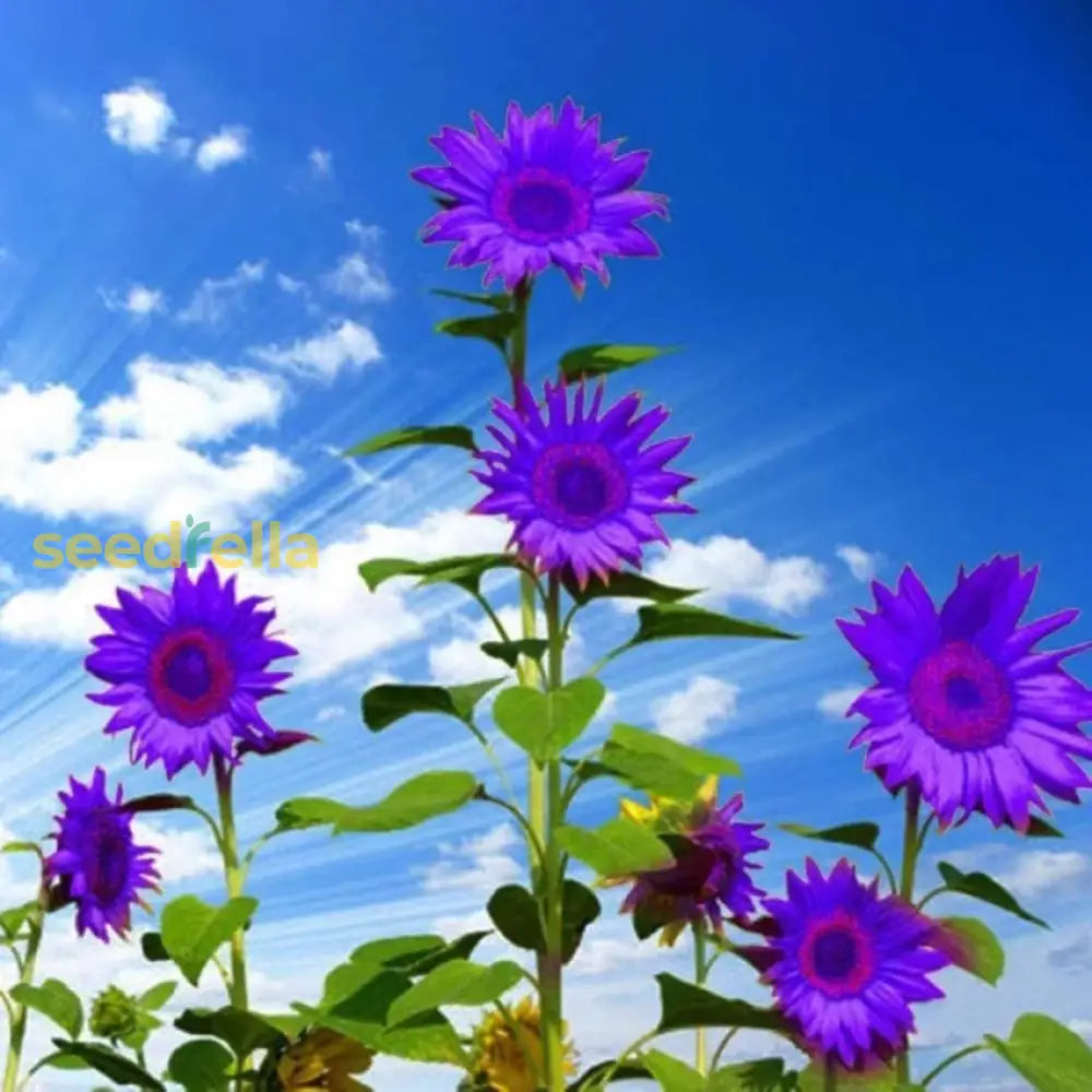 Starting purple mini sunflower seeds indoors