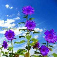 Starting purple mini sunflower seeds indoors