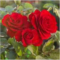 Starting red edge rose seeds indoors