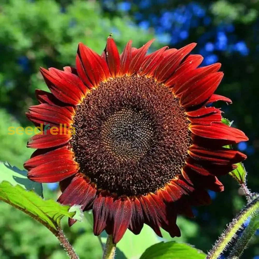 Starting red mini sunflower seeds indoors