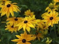 Starting Rudbeckia Fulgida seeds indoors