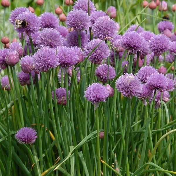 Starting Rustic Ciboulette chive seeds indoors