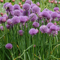 Starting Rustic Ciboulette chive seeds indoors