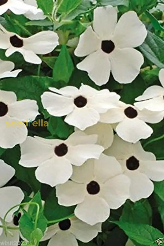 Starting thunbergia seeds indoors trays