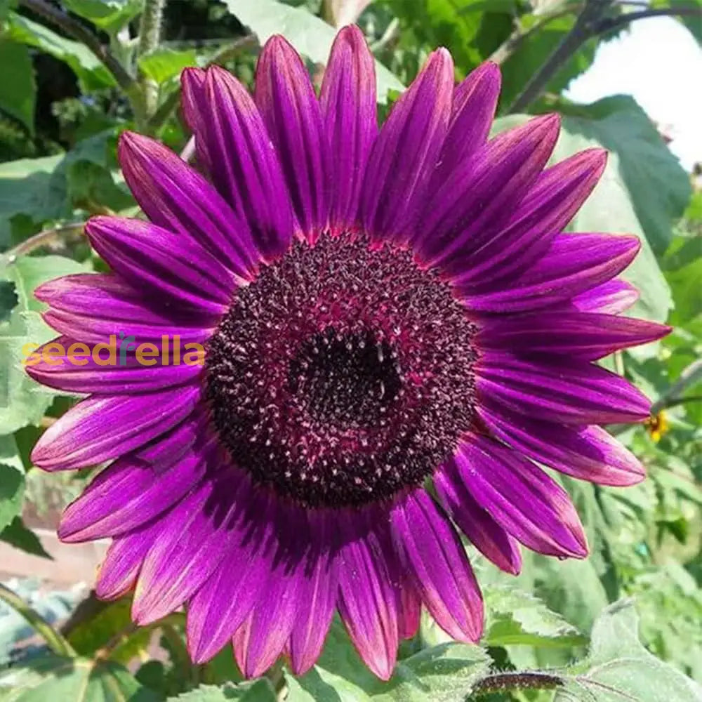 Starting violet mini sunflower seeds indoors