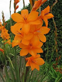 Starting Watsonia pillansii Bugle Lily seeds indoors