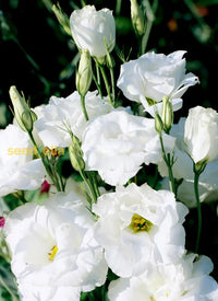 Starting White Eustoma seeds indoors