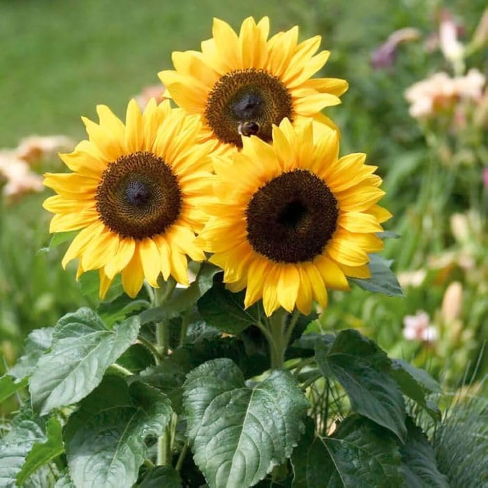 Starting yellow mini sunflower seeds indoors