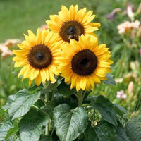 Starting yellow mini sunflower seeds indoors