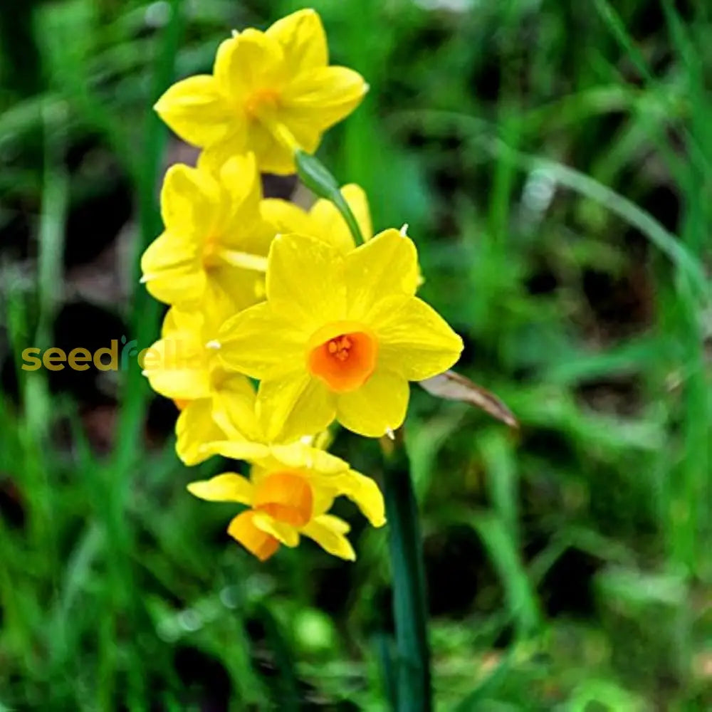 Starting yellow red daffodil seeds indoors with stratification