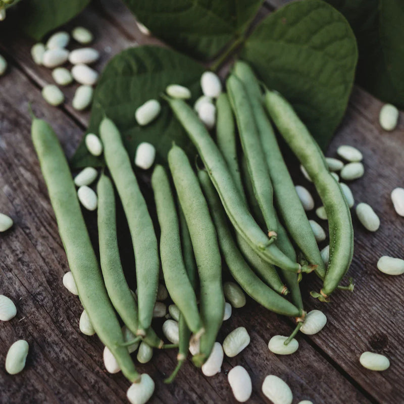 White Bush Bean Seeds for Home Planting