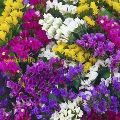 100 Pcs