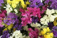 Statice Mix Planting Seeds  Vibrant Blooms For Spring Gardens Flower