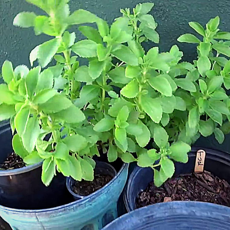 Stevia Seeds Germinating in Warm, Well-Drained Soil