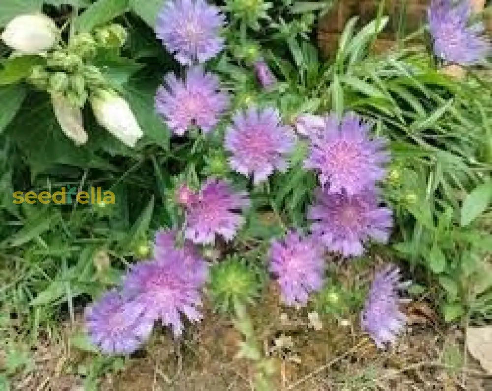 Stokeâ€™s Aster Planting Seeds - Perennial Garden Blooms Flower