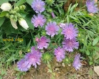 Stokeâ€™s Aster Planting Seeds - Perennial Garden Blooms Flower