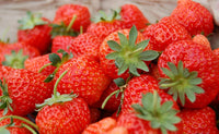 Strawberry Plants Growing in Garden, Healthy Orange Strawberries with Vibrant Color