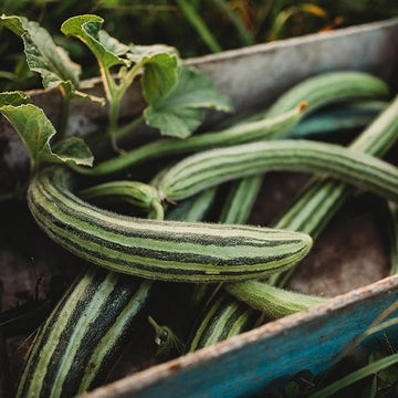 Striped Armenian Cucumis melo seeds for planting