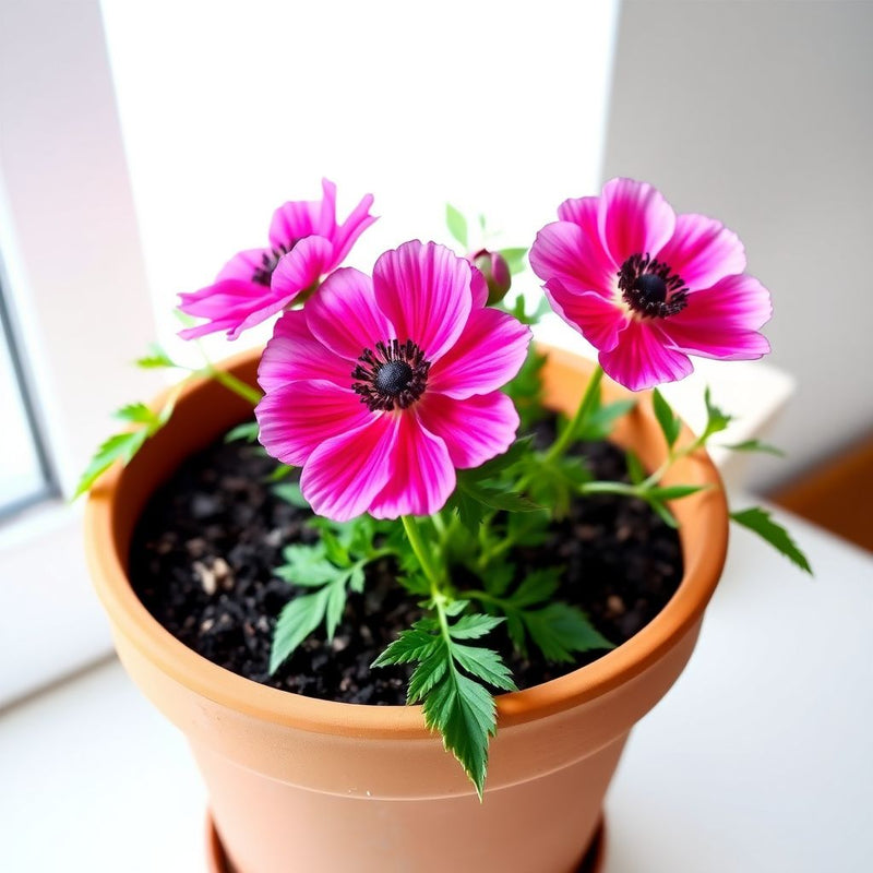 Anemone Flower seeds for Planting - Vibrant Colors, Heirloom & GMO Free Seeds for Home Garden