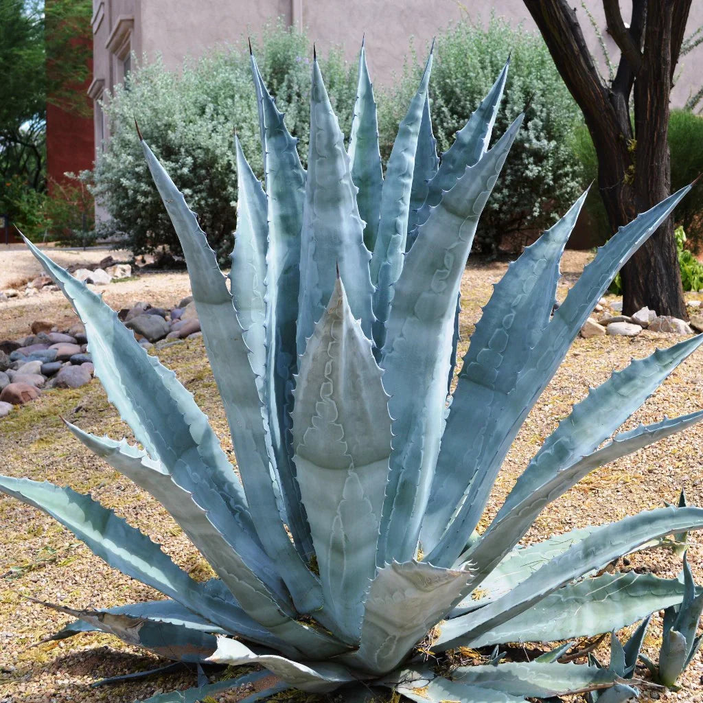 Summer Growing Agave Kerchovei Plants