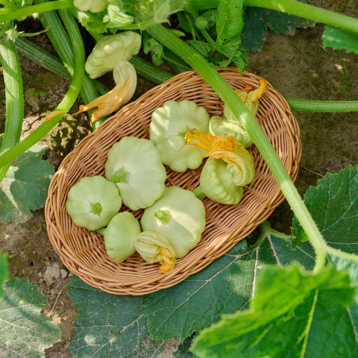 Bennings Green summer squash plants growing