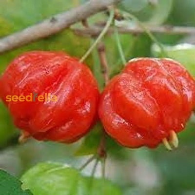 100 Pcs