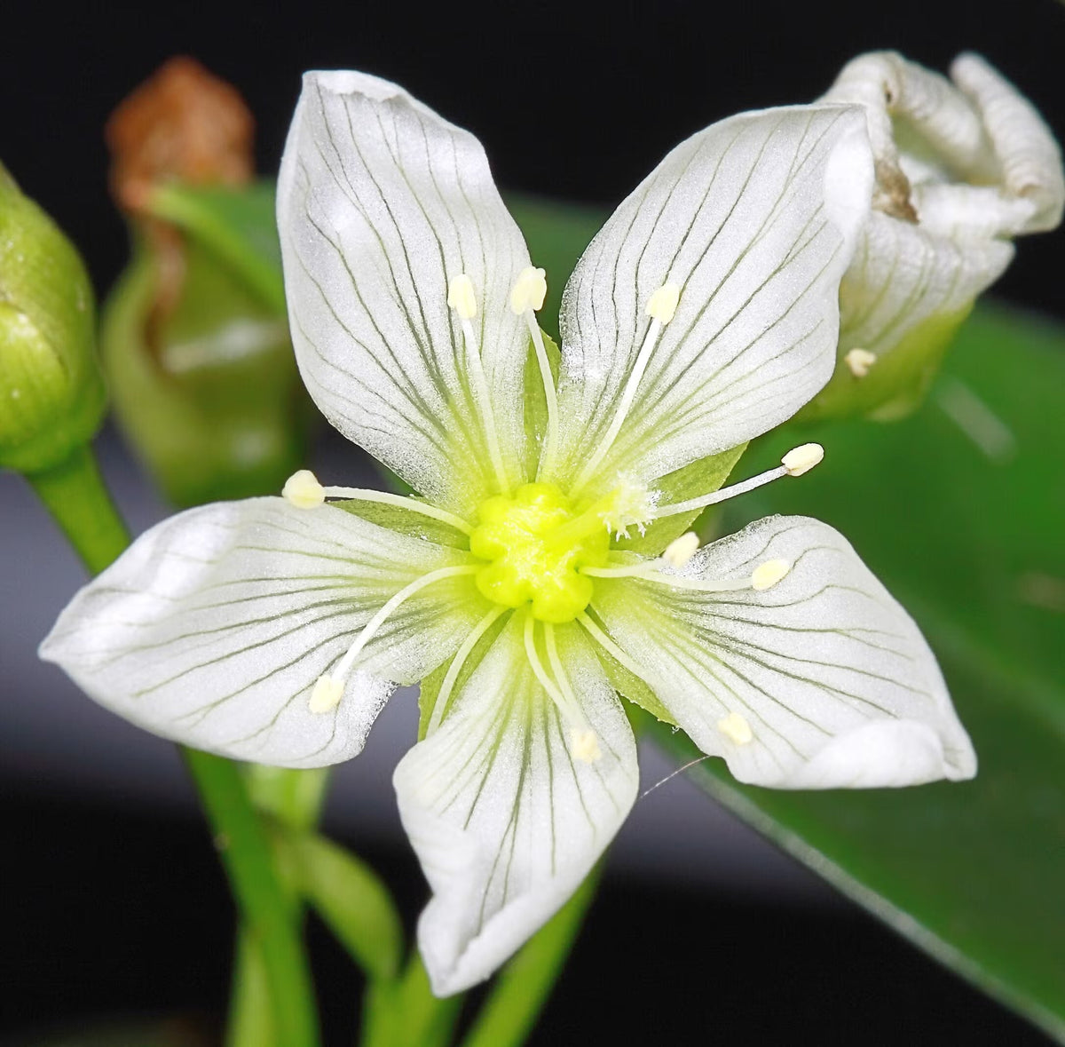 Green Venus Fly Trap Flower seeds for Planting - Low Maintenance, Heirloom & GMO Free Seeds for Home Garden