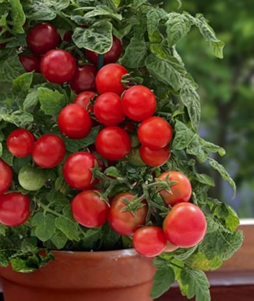Sweet cherry tomato seeds for home gardens