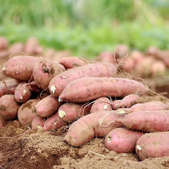 Sweet potato seeds Ipomoea batatas for planting