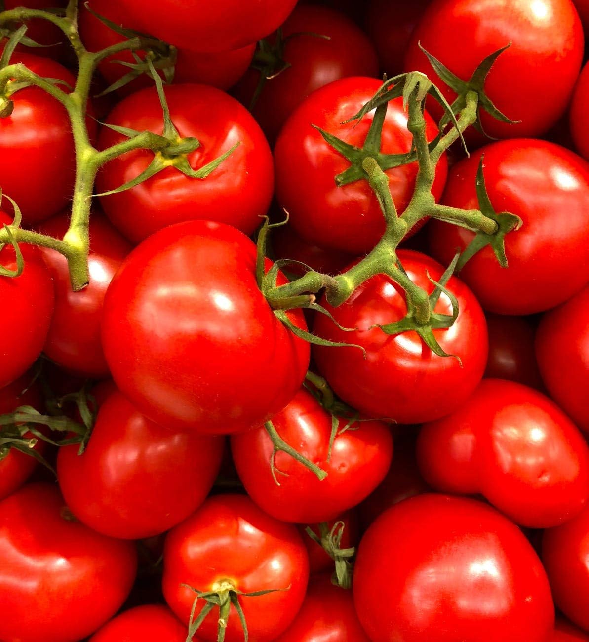 Sweet Heidi tomatoes ripening on vine