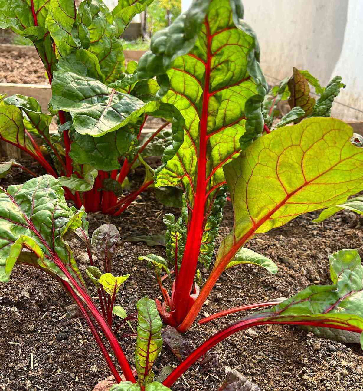 Mixed Swiss Chard Planting Seeds for Your Garden
