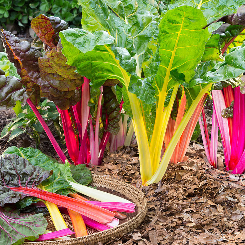 Swiss Chard Vegetable Seeds - Easy Planting