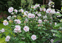 Hibiscus Syriacus flower seeds for planting vibrant blooms