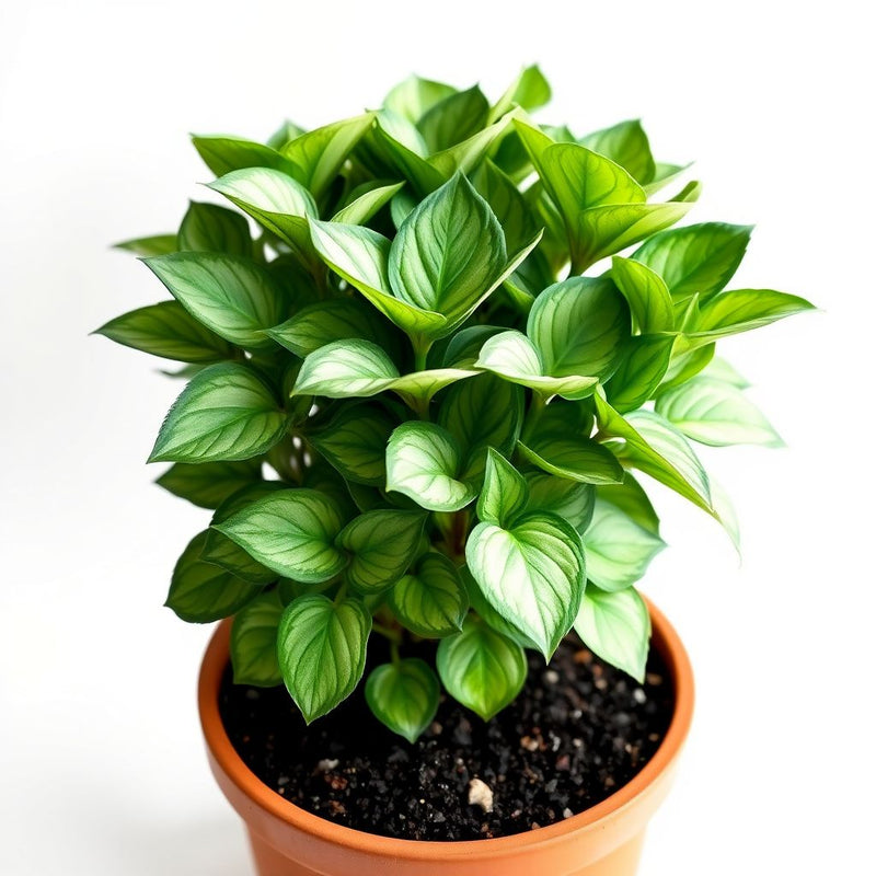 Green Snow On The Mountain Seeds - Beautiful Variegated Foliage for Planting