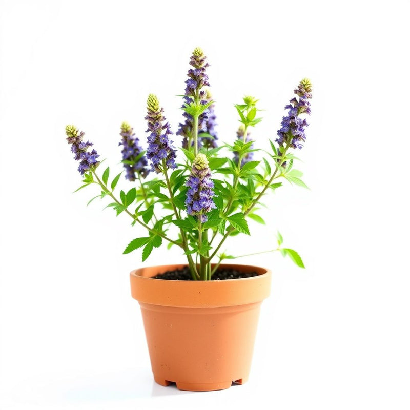 Russian Sage Flower seeds for Planting - Seasonal Bloomer, Heirloom & GMO Free Seeds for Home Garden