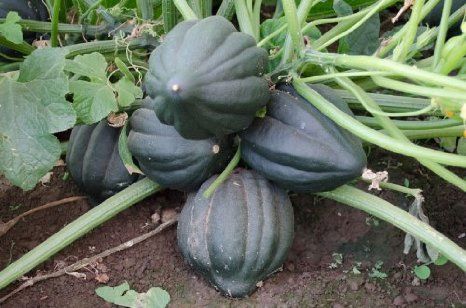 Table King Bush Acorn Squash Planting  Seed for Robust Growth and Delicious Harvest in Your Garden