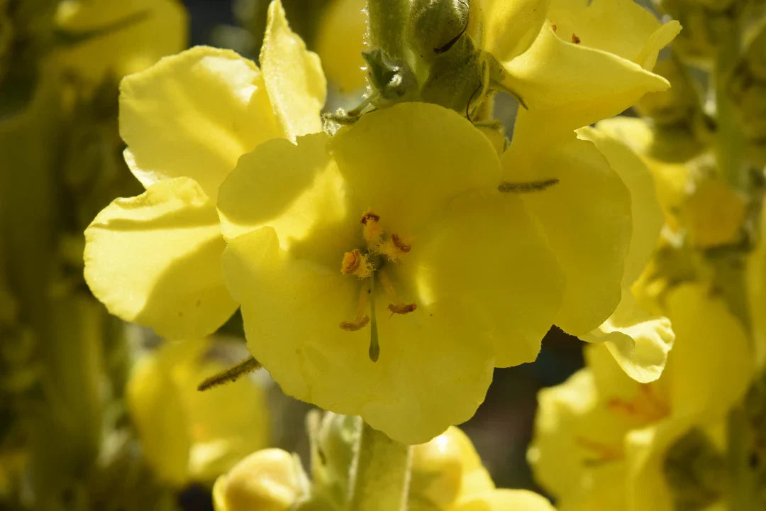 Tall Mullein Planting Seeds