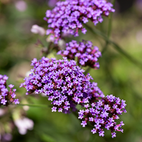 Tall stems of Verbena bonariensis growing in a summer garden